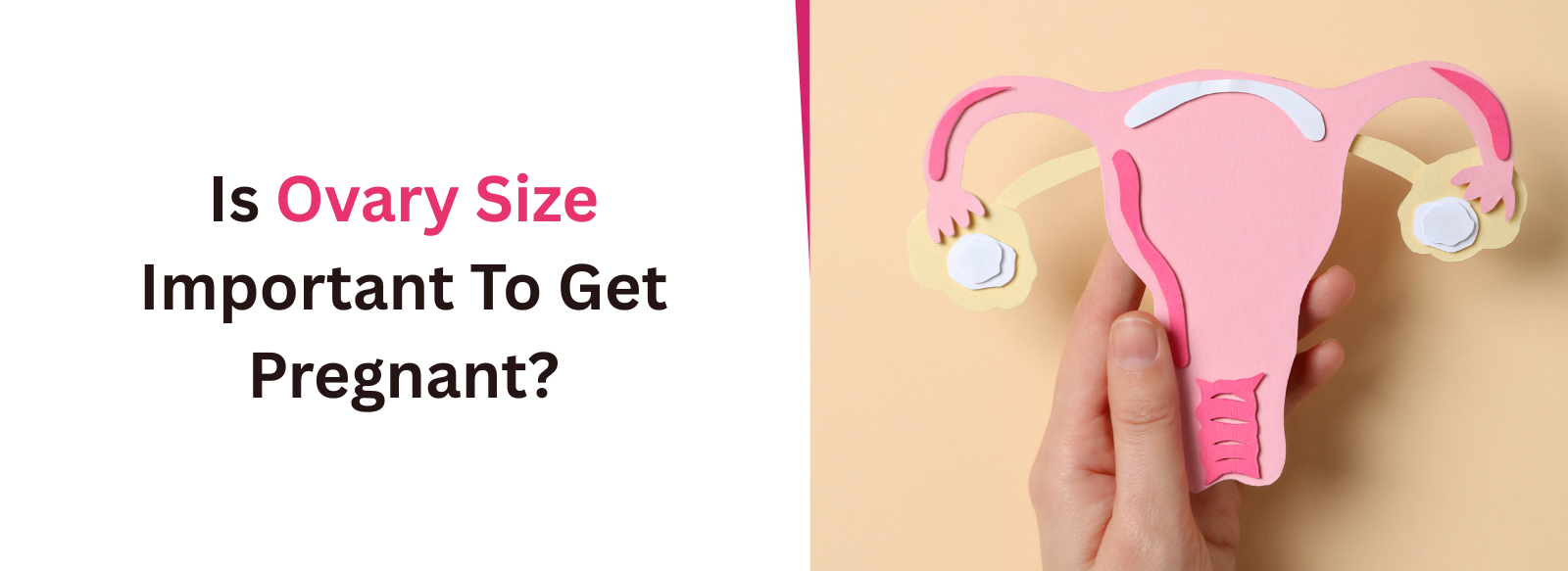 Is Ovary Size Important To Get Pregnant?