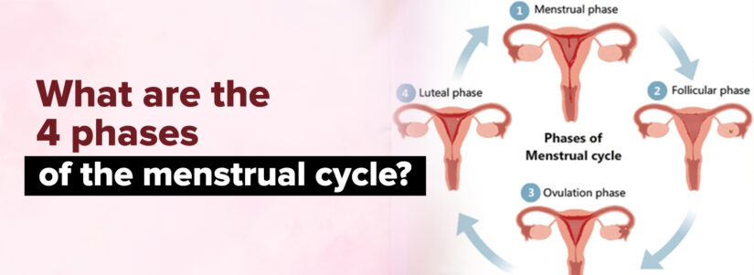 What are 4 Phases of Menstrual Cycle in Women?